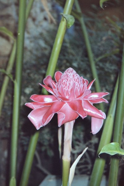 Thailand 2001-BIRH115.JPG